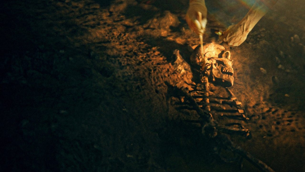 Backdrop image for movie Secrets of the Neanderthals