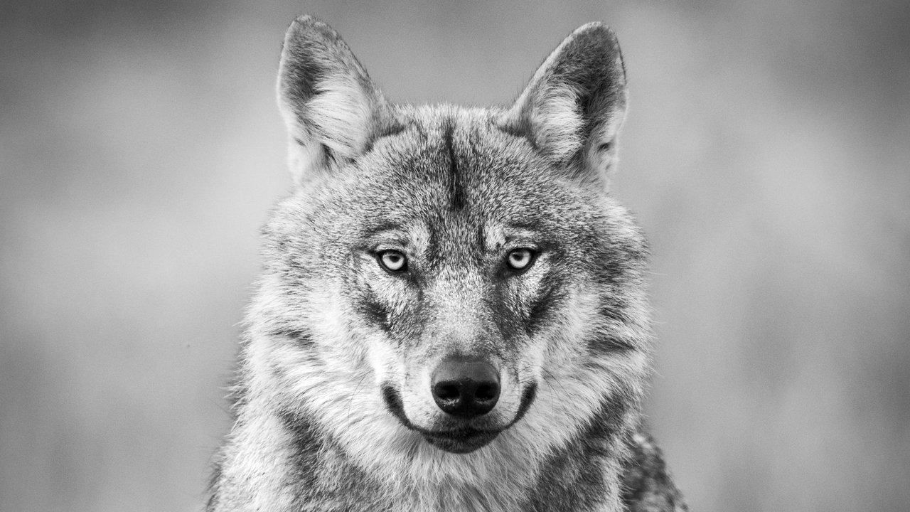Backdrop image for movie Among the Wolves