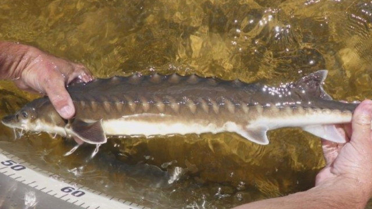 Backdrop image for movie Billion Dollar Fish