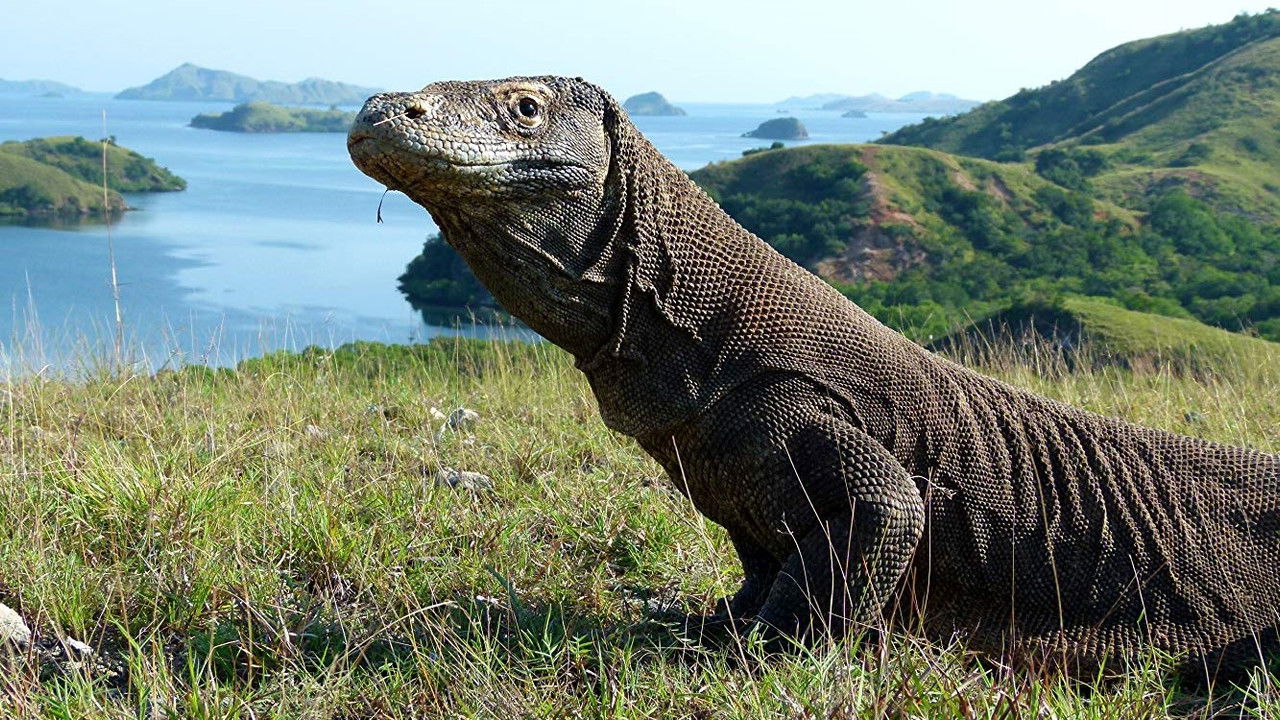 Backdrop image for movie Dragon Island