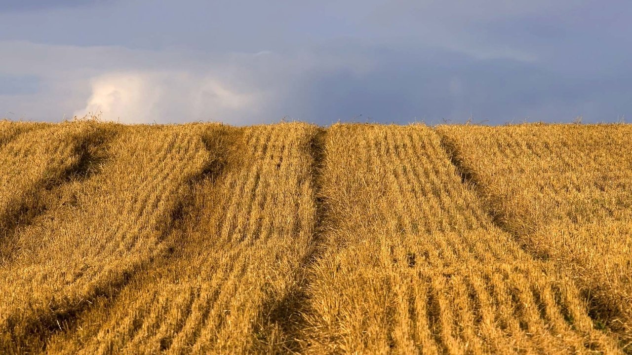 Backdrop image for movie Food Matters