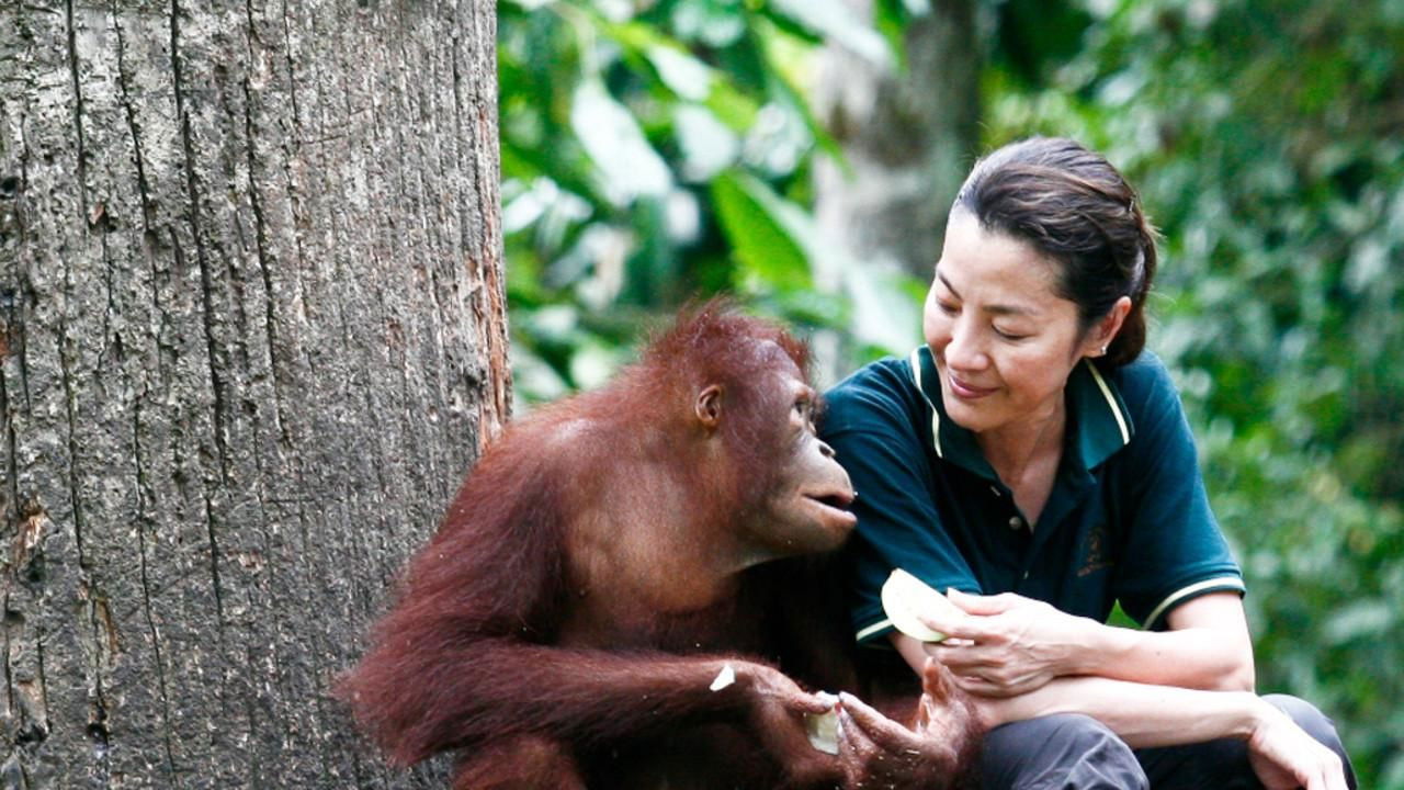 Backdrop image for movie Among the Great Apes with Michelle Yeoh