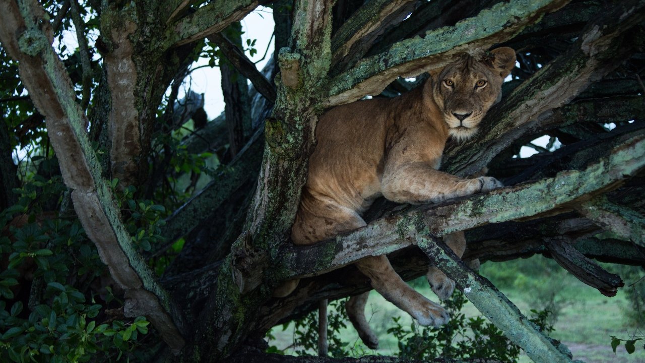 Backdrop image for movie Tree Climbing Lions