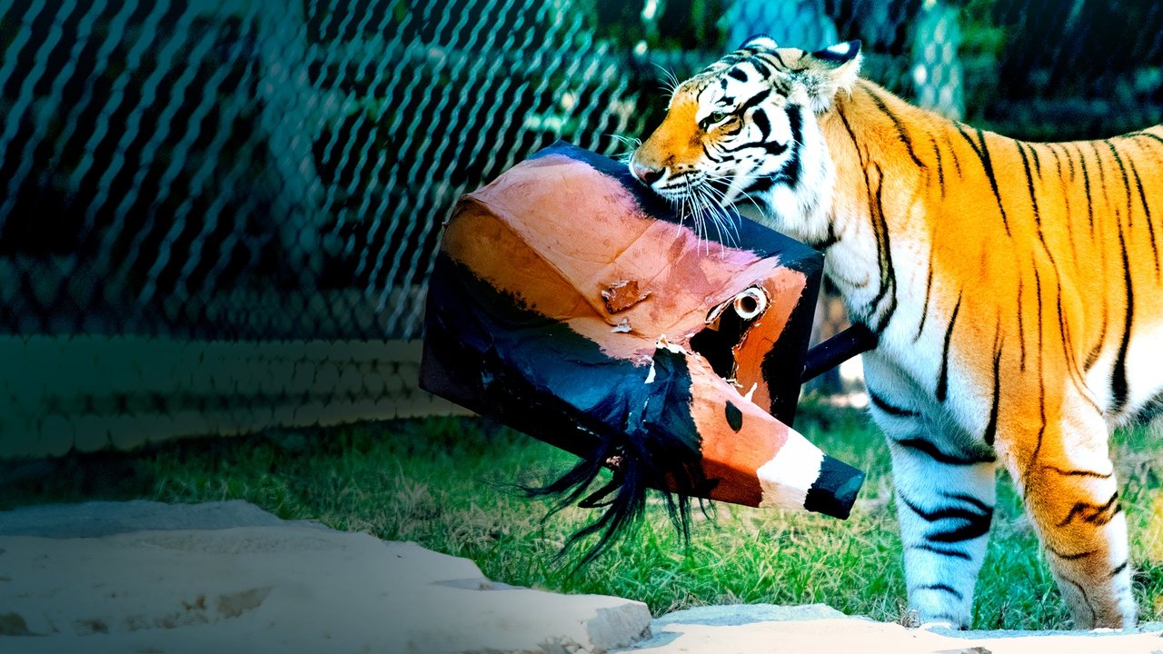 Backdrop image for movie Big Cat Games