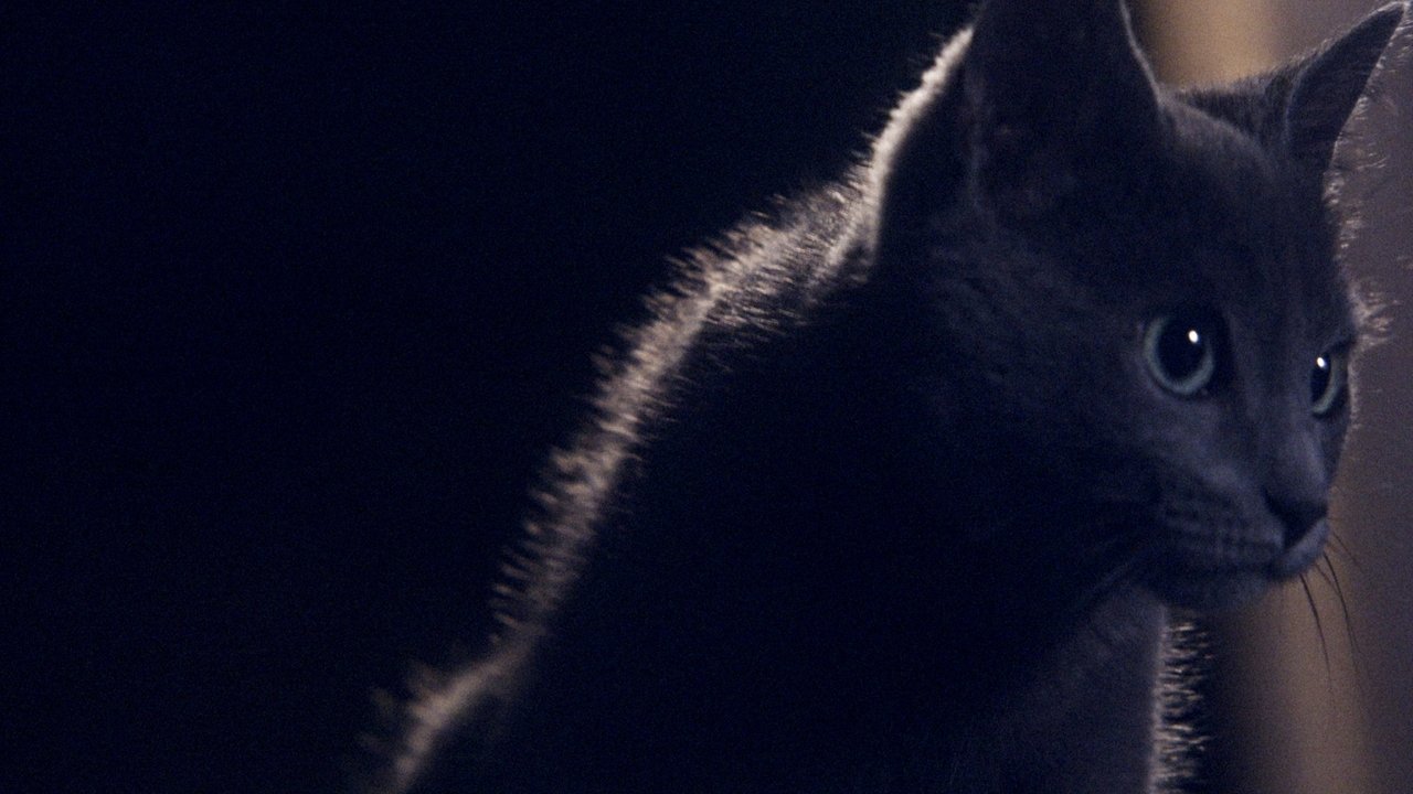 Backdrop image for movie Somos animales