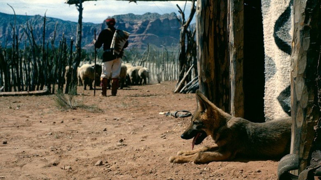 Backdrop image for movie Concho, the Coyote Who Wasn't
