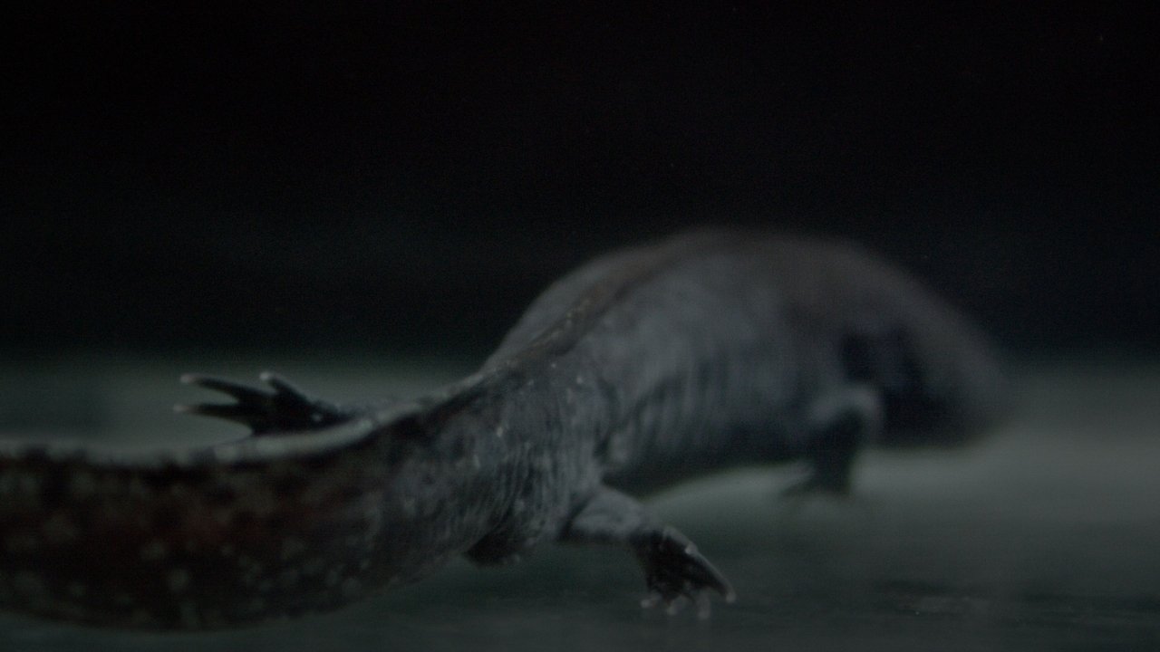 Backdrop image for movie Axolotl