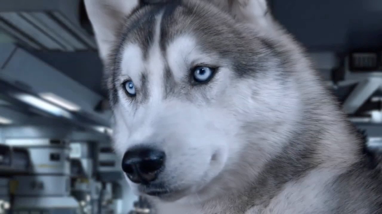 Backdrop image for movie Star Paws