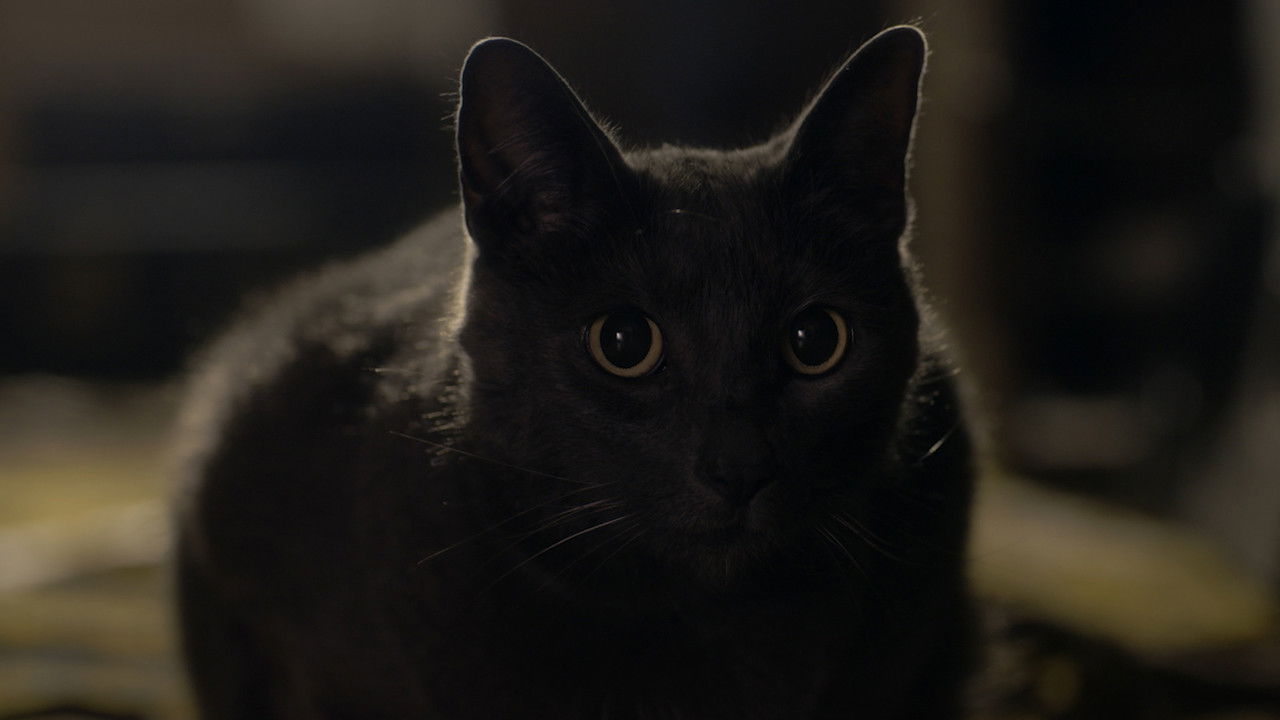 Backdrop image for movie Stray