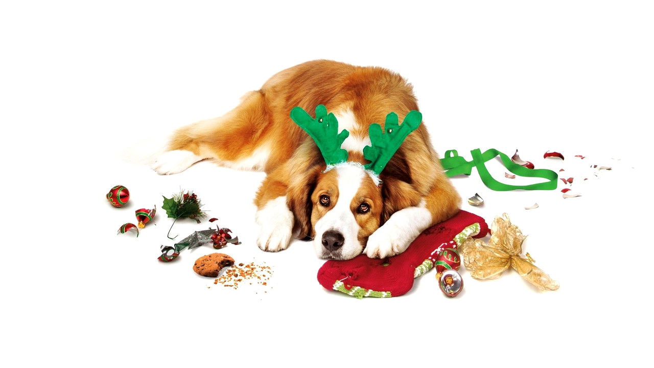 Backdrop image for movie Love the Coopers