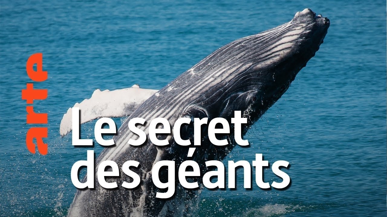 Backdrop image for movie The Cradle of Whales