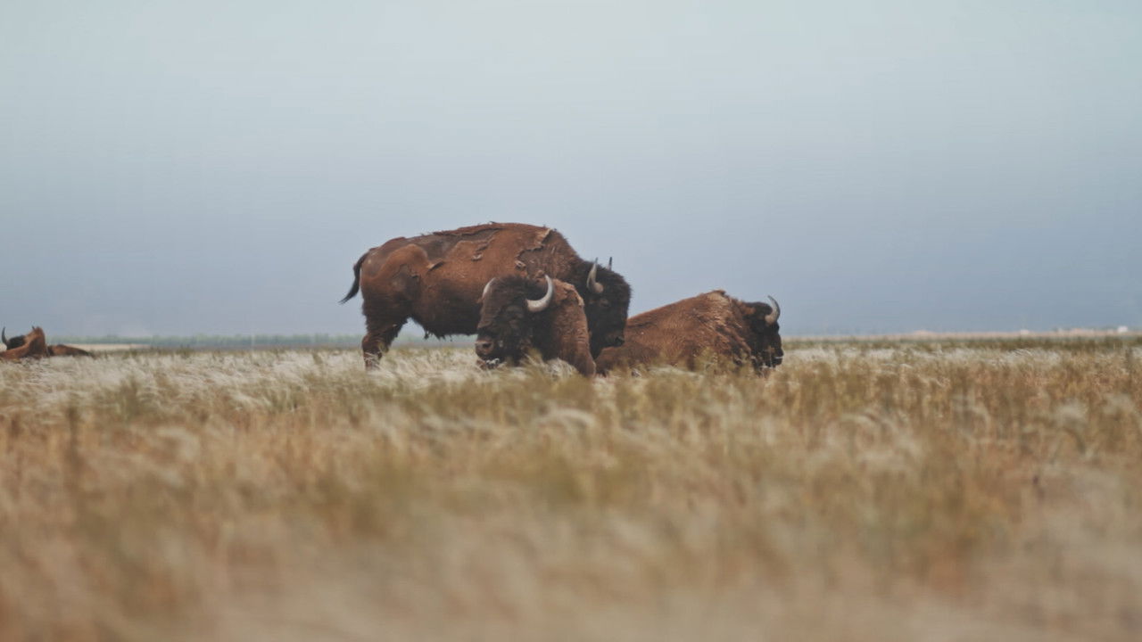Backdrop image for movie Askania Reserve