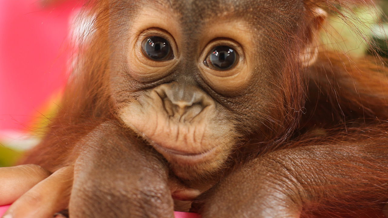 Backdrop image for movie Disenchanted Forest