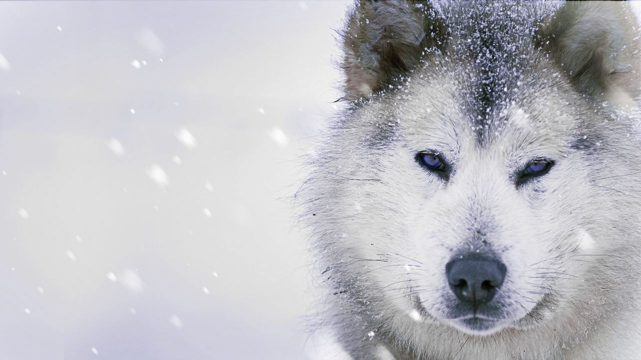 Backdrop image for movie Ice Dogs: The Only Companions Worth Having