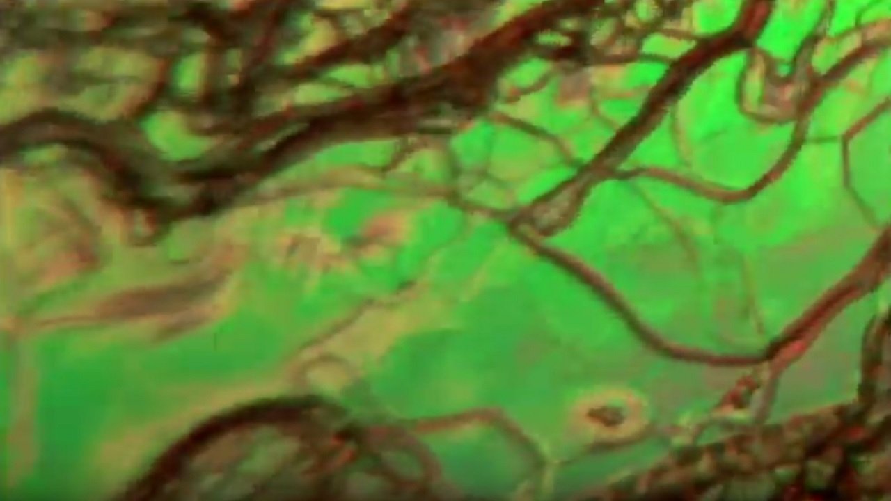 Backdrop image for movie Liquid Crystals