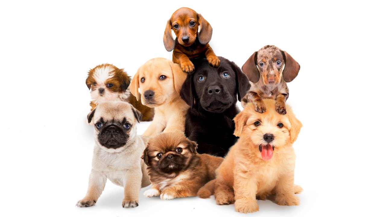 Backdrop image for movie Puppy Time!