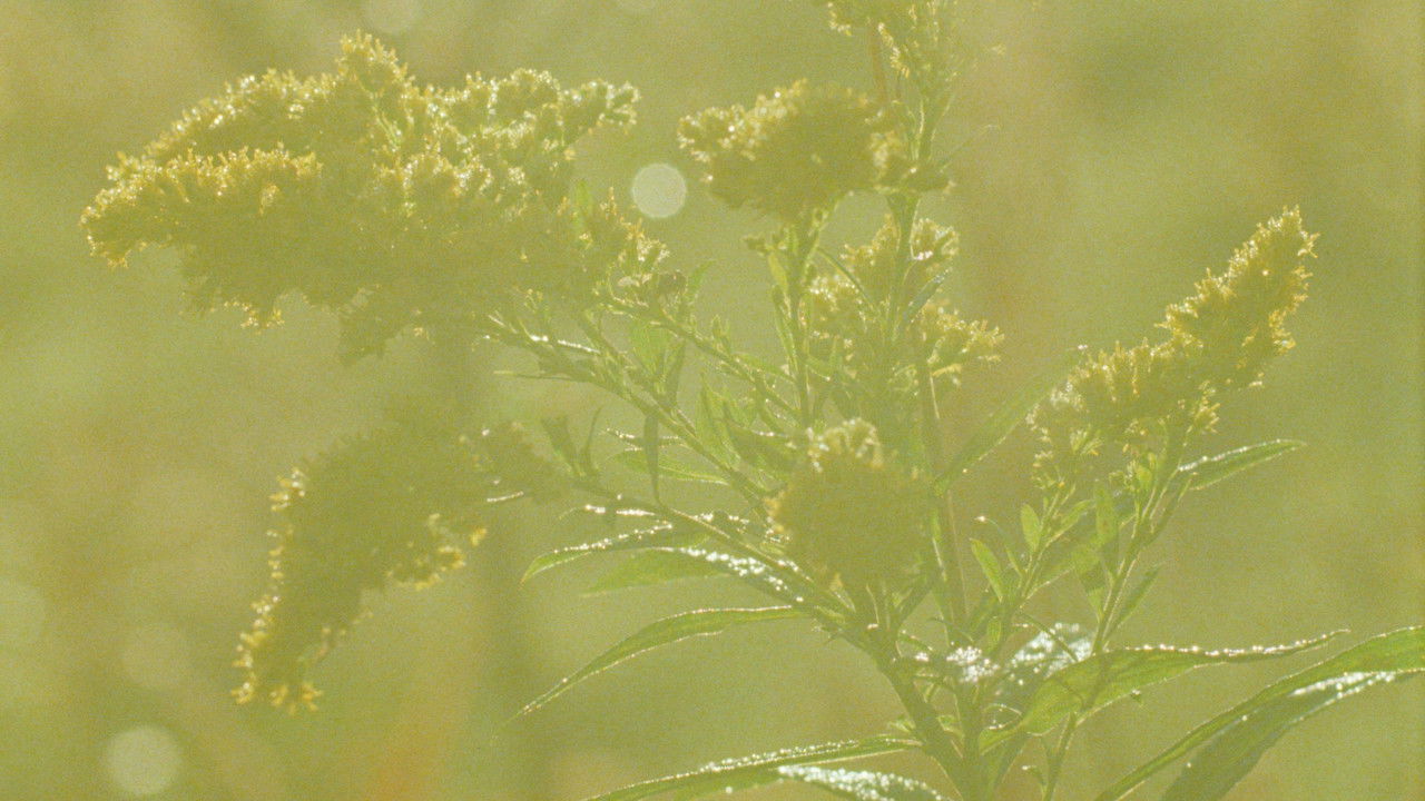 Backdrop image for movie A Flower