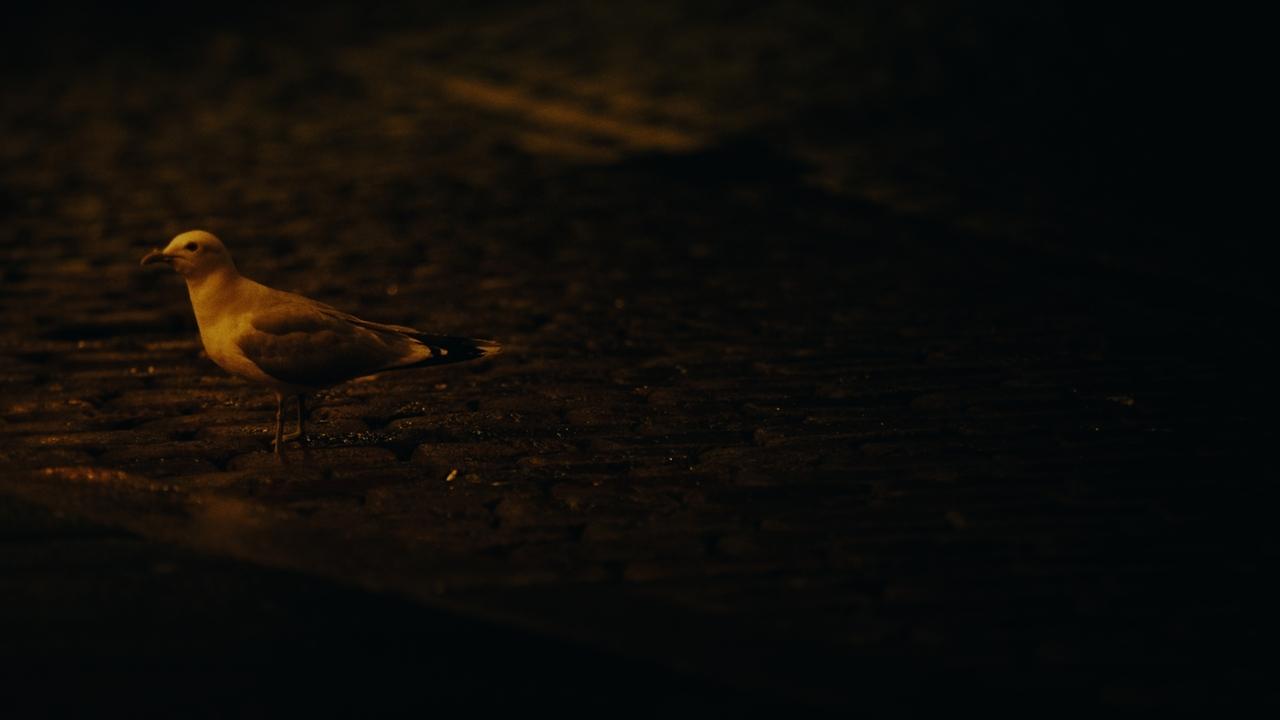 Backdrop image for movie Don't Feed the Seagull