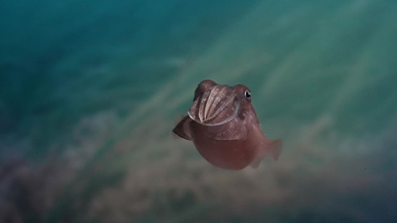 Backdrop image for movie Sépia, l'odyssée d'une seiche