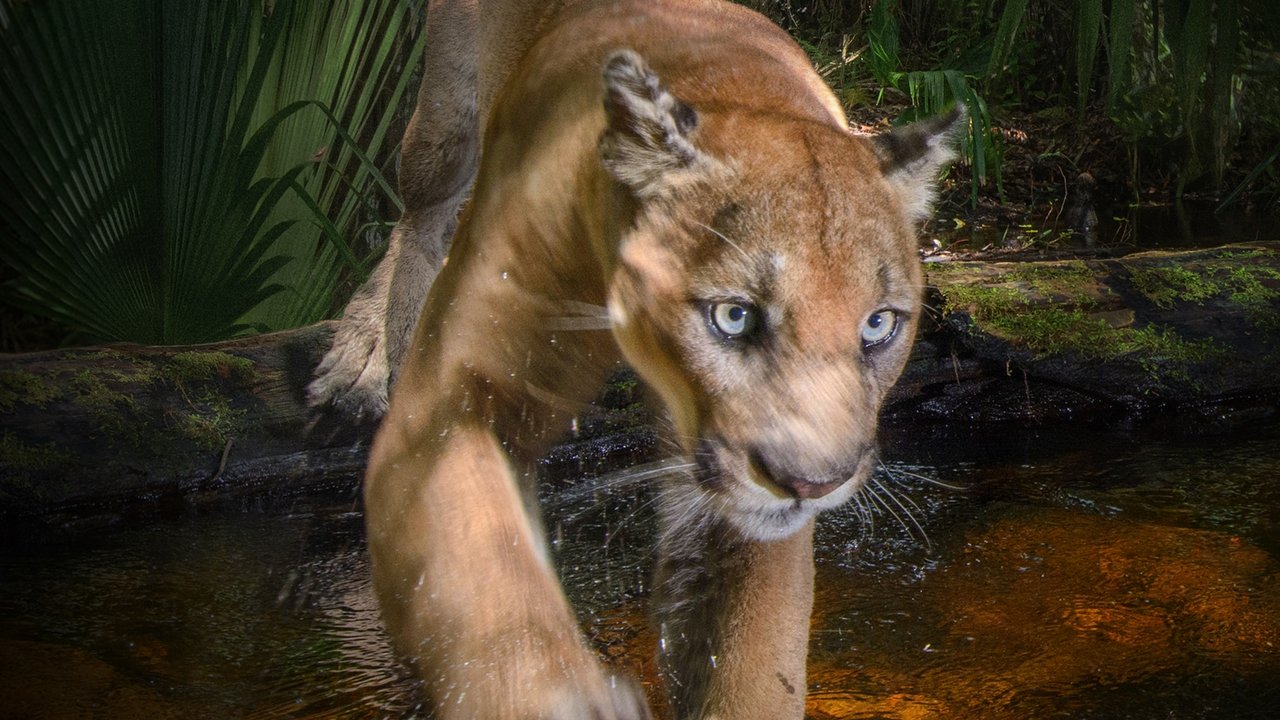 Backdrop image for movie Path of the Panther