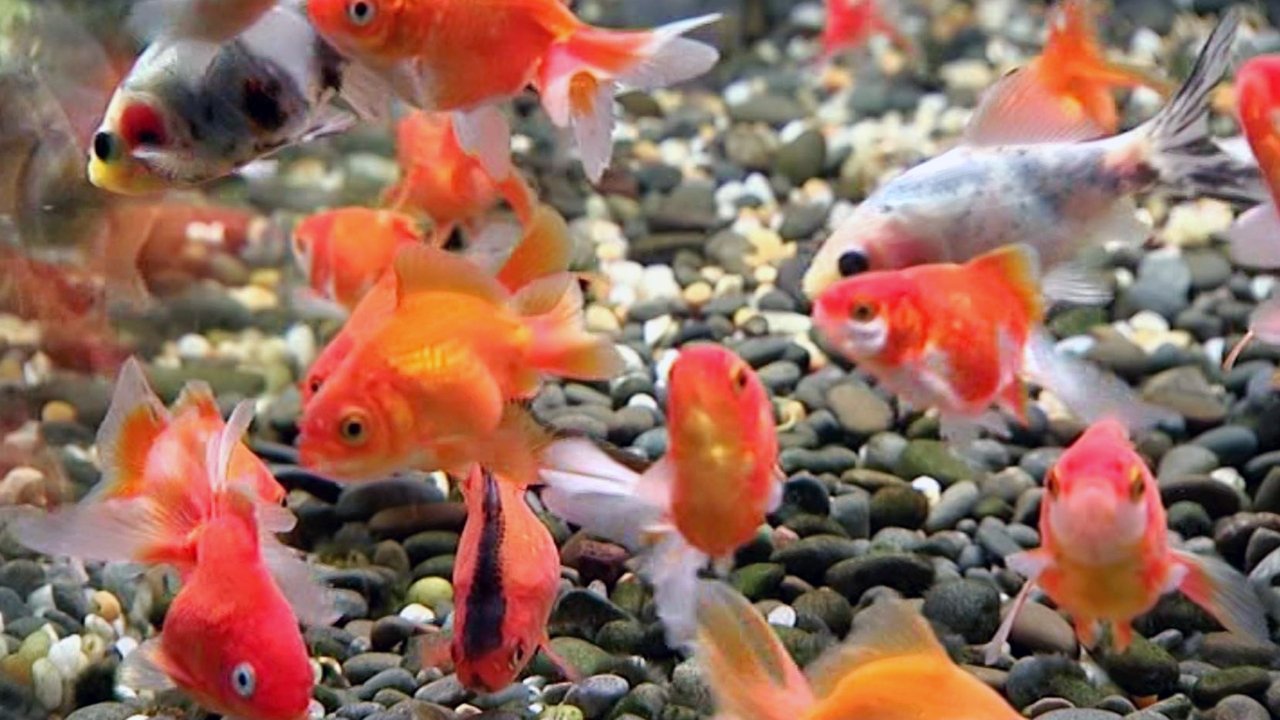 Backdrop image for movie Blue Planet Easy Fishkeeping