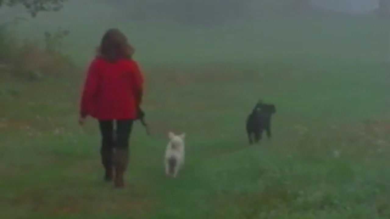 Backdrop image for movie A Video Visit with Lynne Cherry