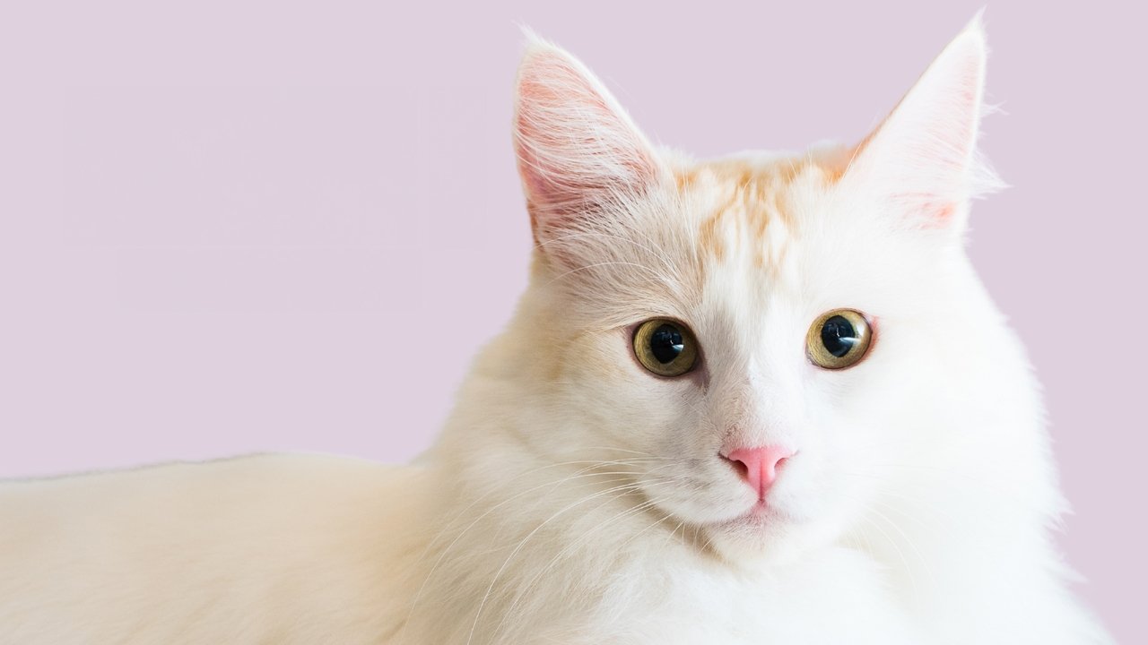 Backdrop image for movie Catwalk 2: The Comeback Cats