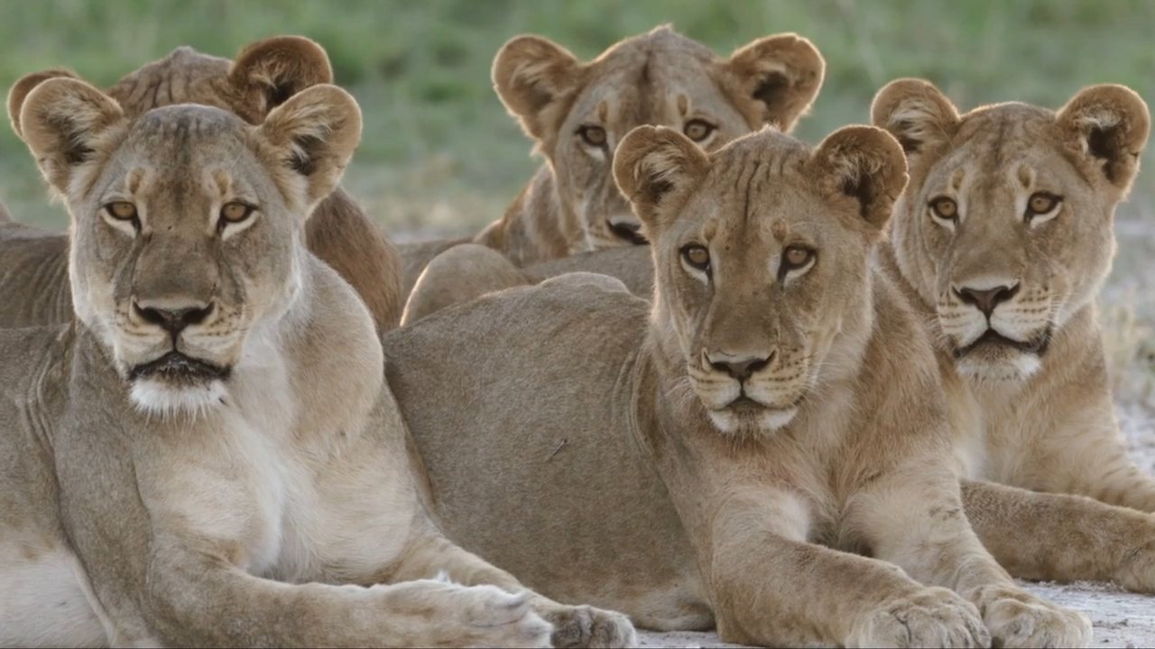 Backdrop image for movie Storm Cats