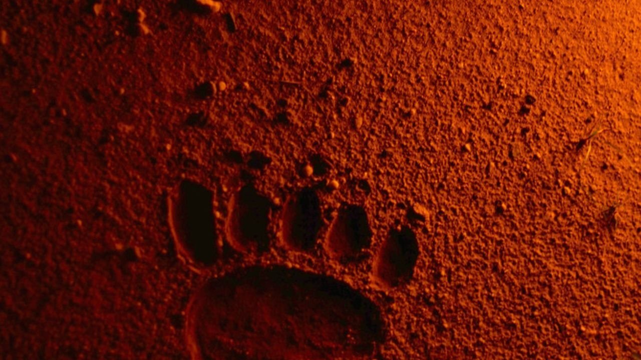 Backdrop image for movie Bears Discover Fire