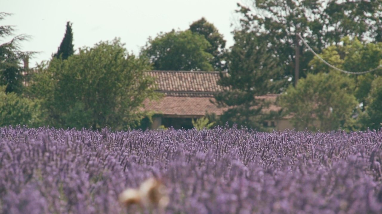 Backdrop image for movie Trois oiseaux bleus
