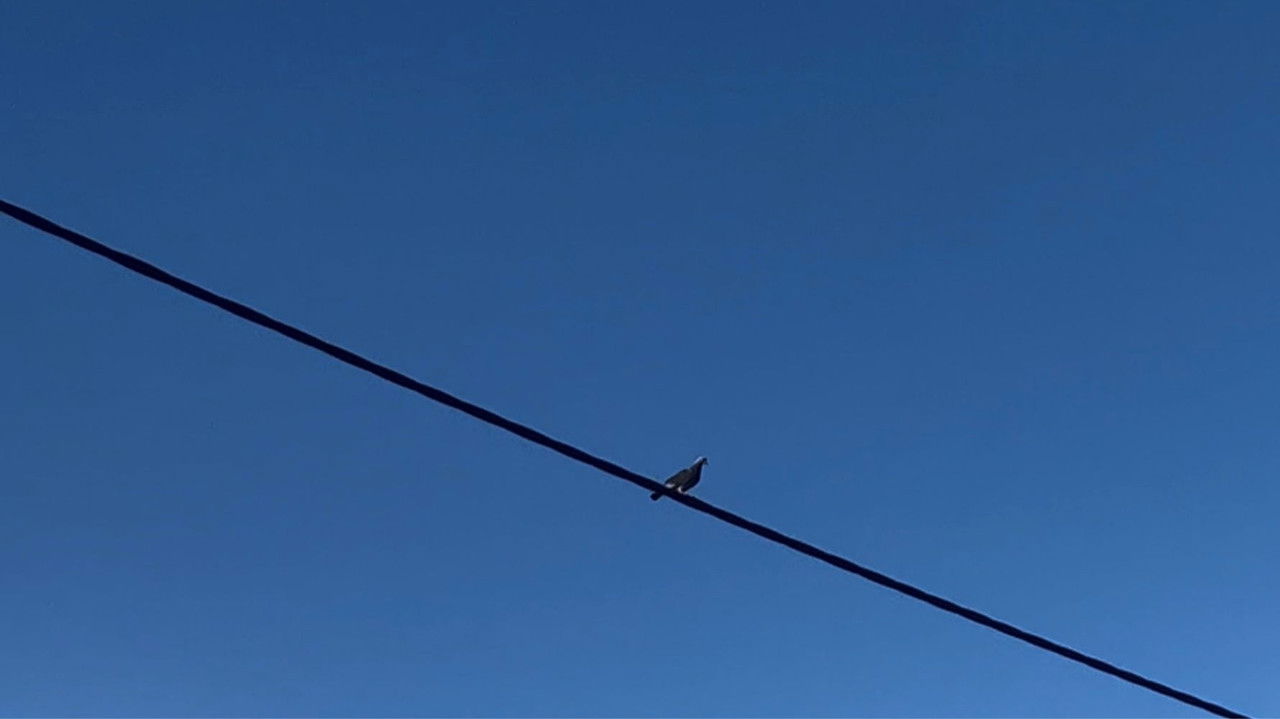 Backdrop image for movie Where Light Lands