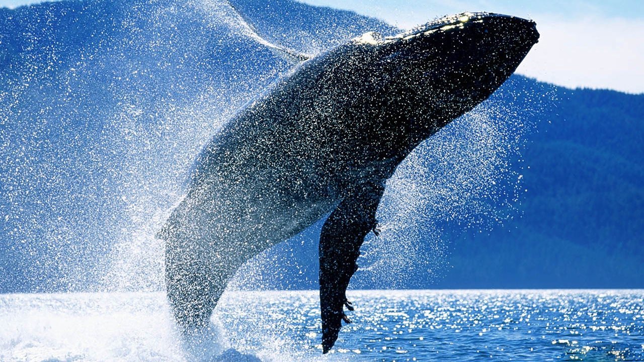 Backdrop image for movie Whales: An Unforgettable Journey