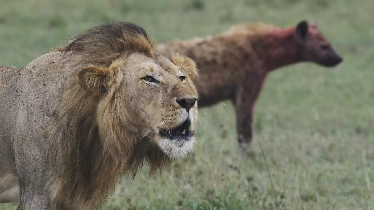 Backdrop image for movie Lions and Hyenas: Owners of Death, Guardians of Life