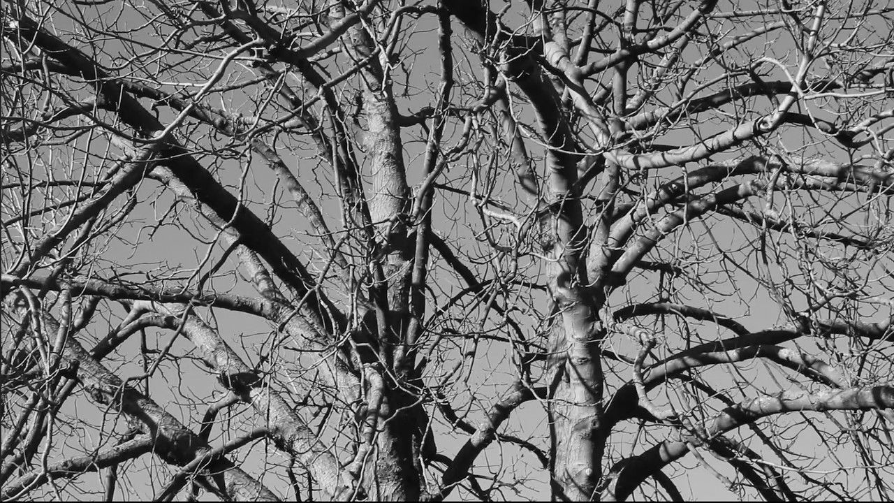 Backdrop image for movie Damned Wood