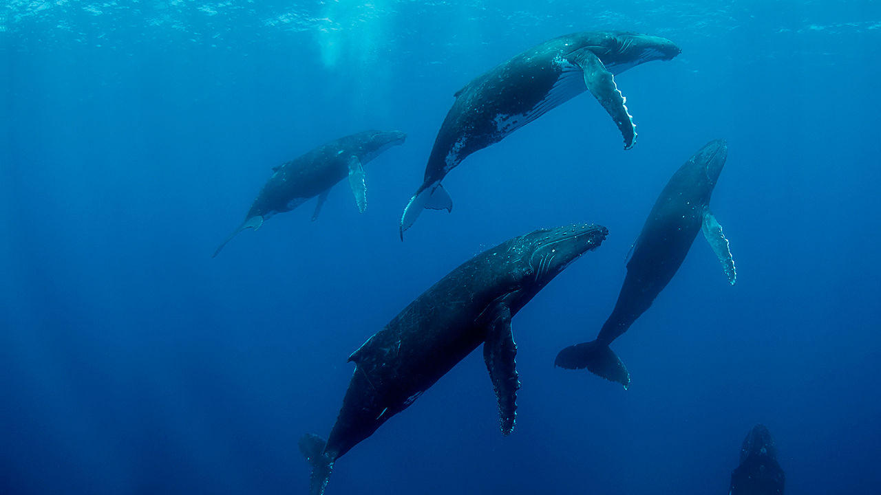 Backdrop image for movie Humpback Whales