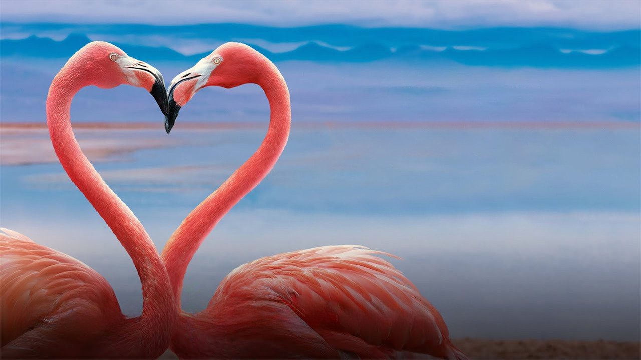 Backdrop image for movie Queer Planet