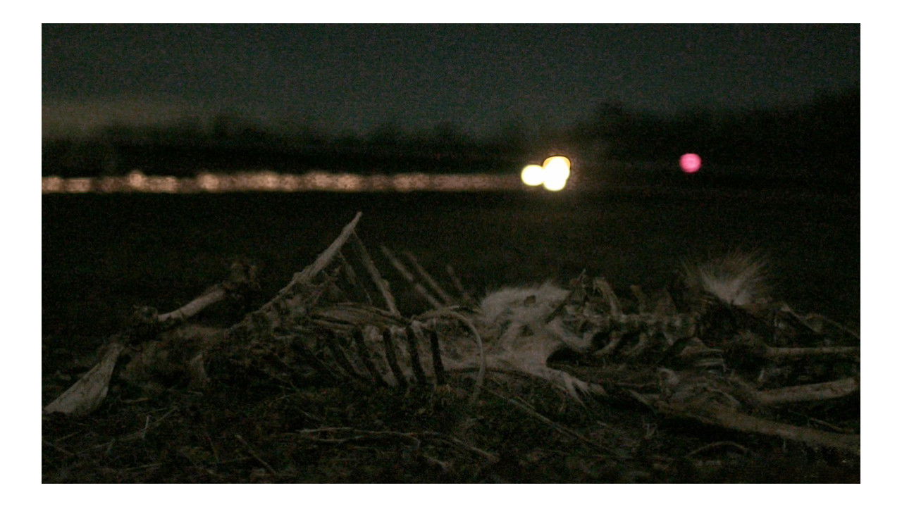 Backdrop image for movie Roadkill