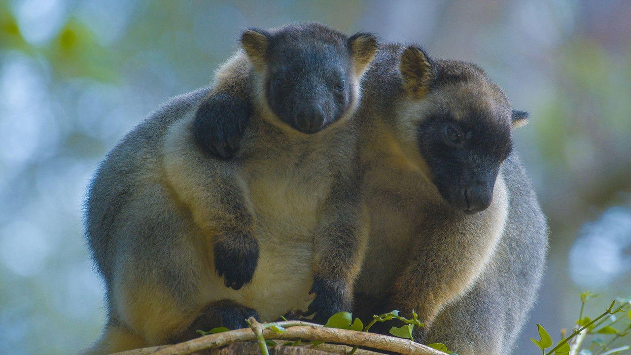 Backdrop image for movie Tree Kangaroos: Ghosts of the Forest