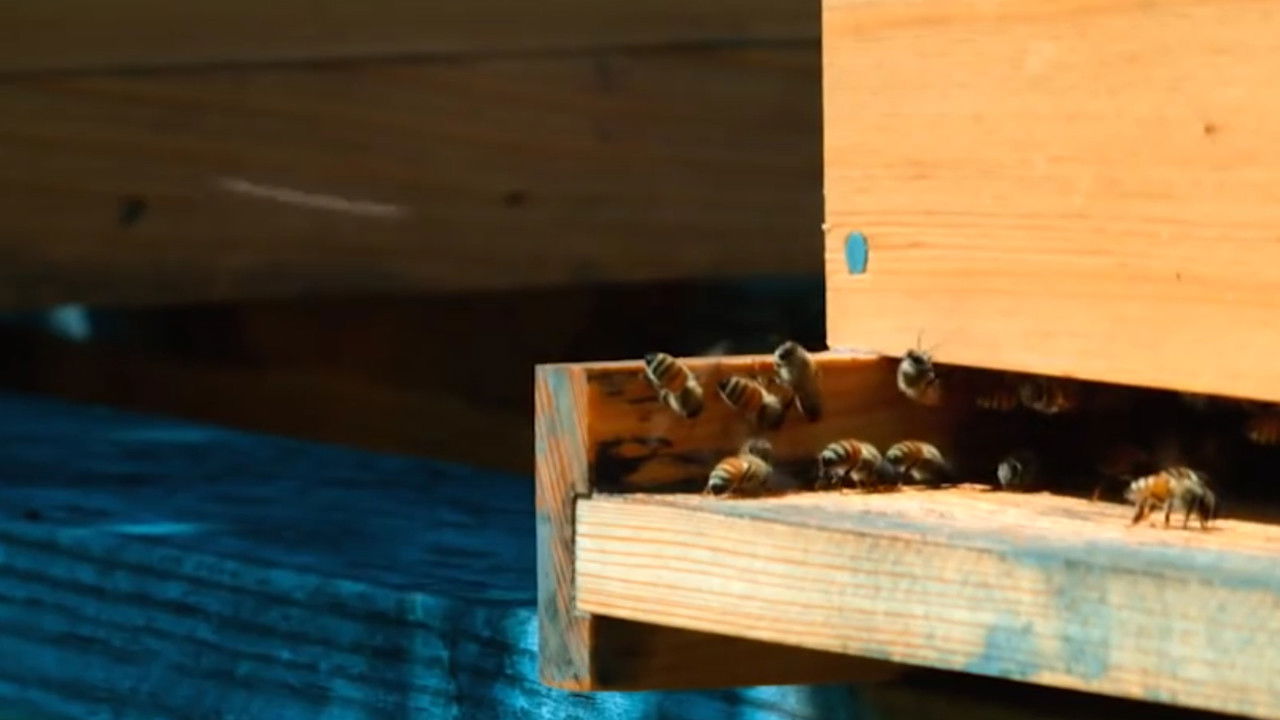 Backdrop image for movie Real Value