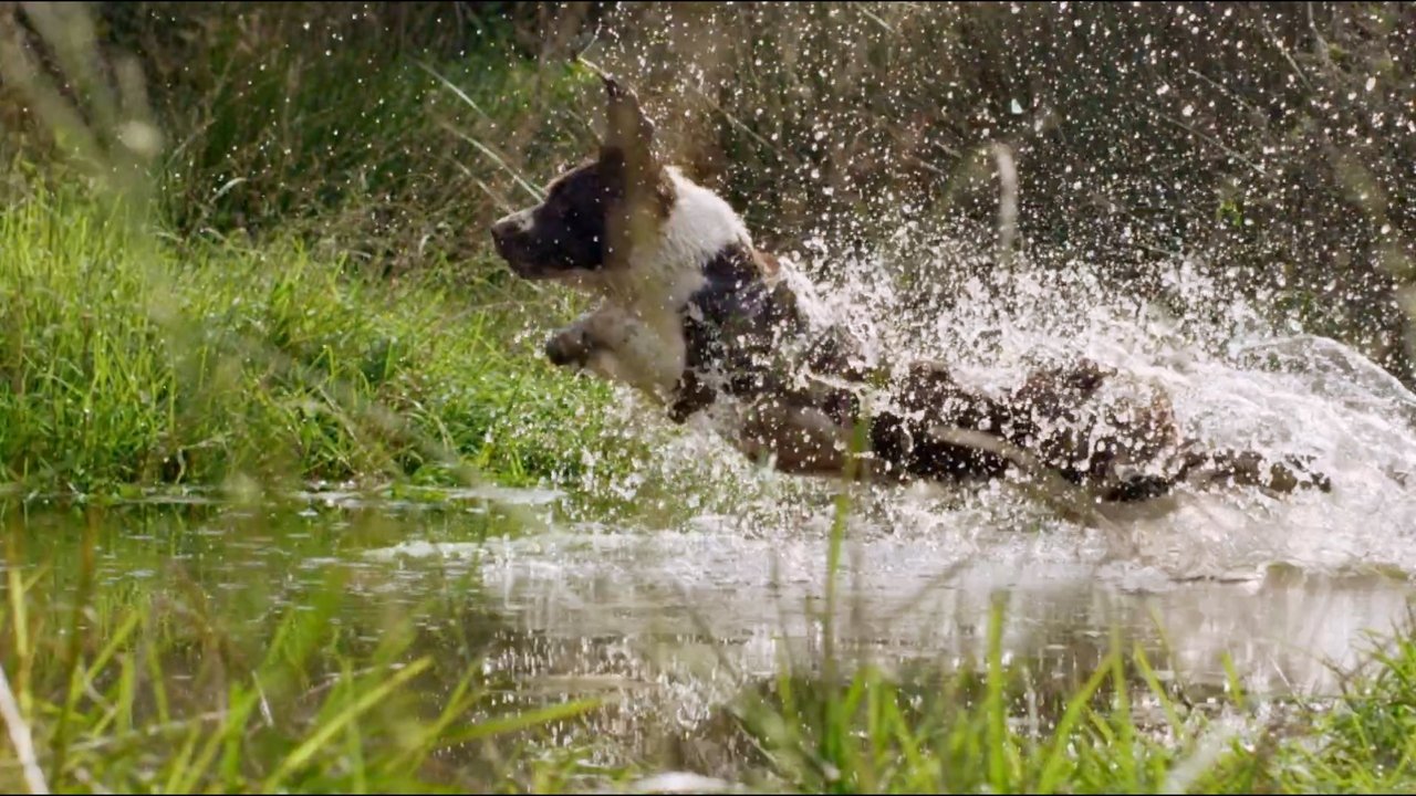 Backdrop image for movie The Secret Life of Dogs