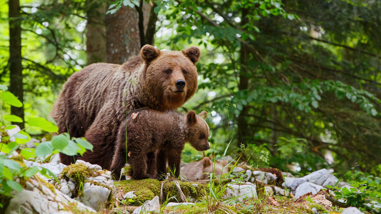 Backdrop image for movie Wild Slovenia