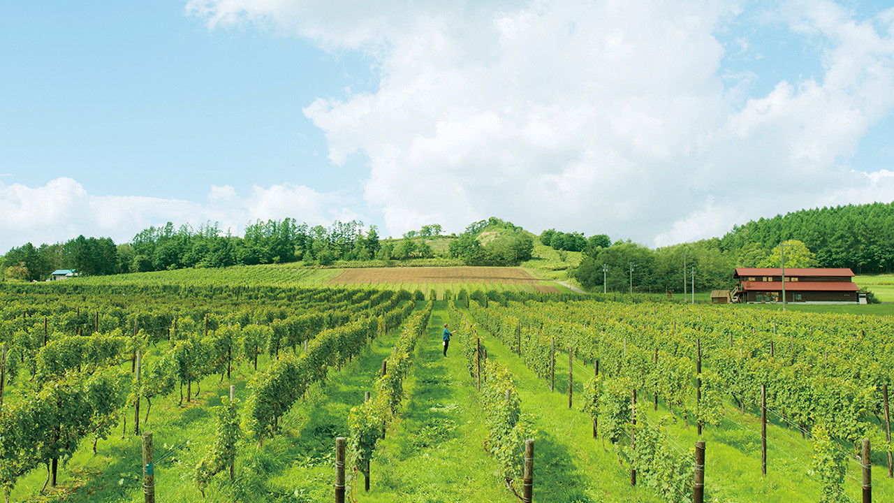 Backdrop image for movie A Drop of the Grapevine