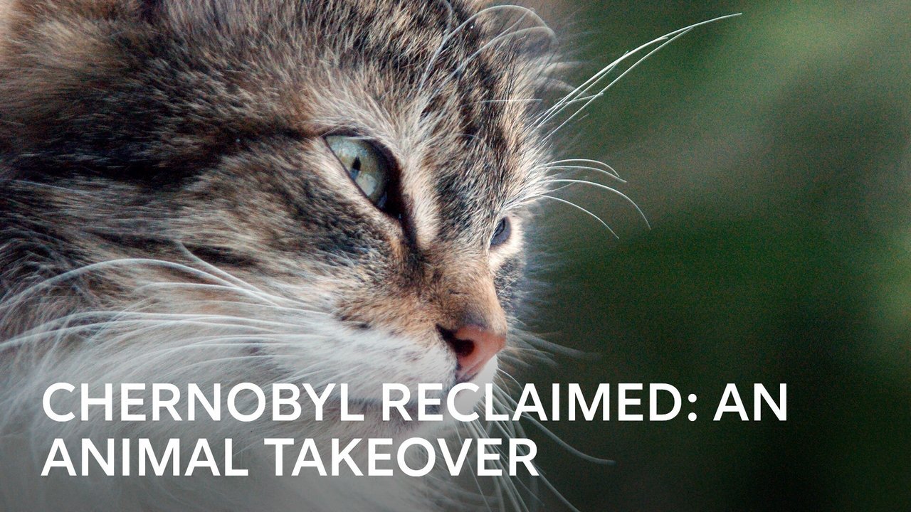 Backdrop image for movie Chernobyl Reclaimed: An Animal Takeover