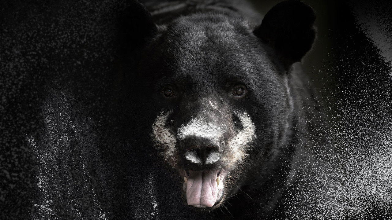Backdrop image for movie Blow: The True Story of Cocaine, a Bear, and a Crooked Kentucky Cop