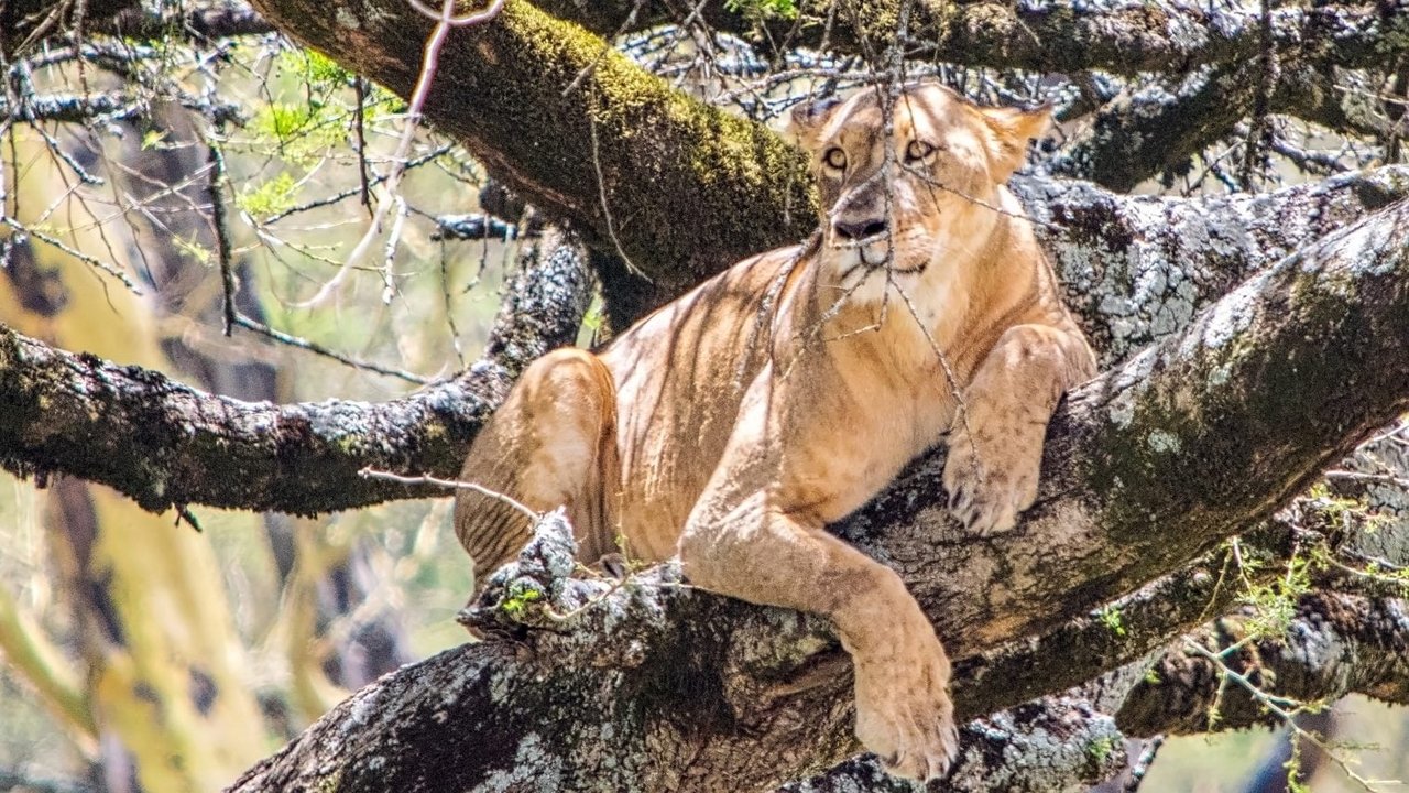 Backdrop image for movie Lion Queen