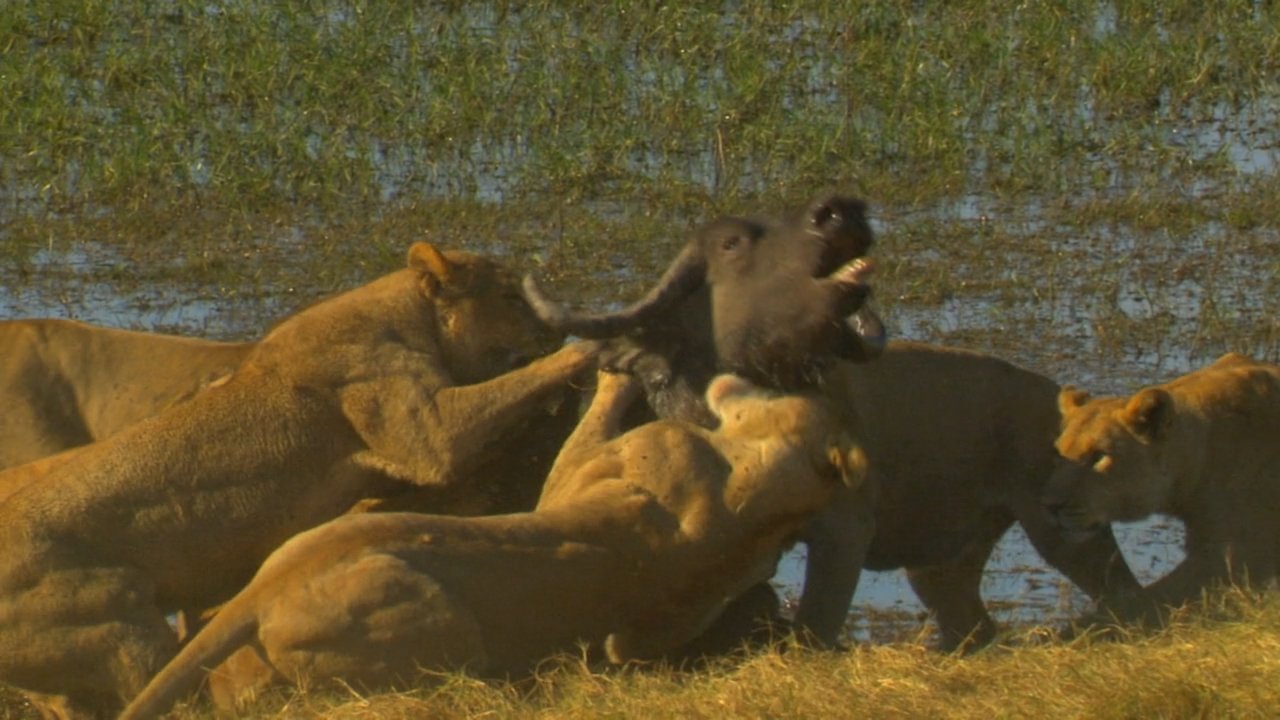 Backdrop image for movie Big Cat Odyssey: Revealed