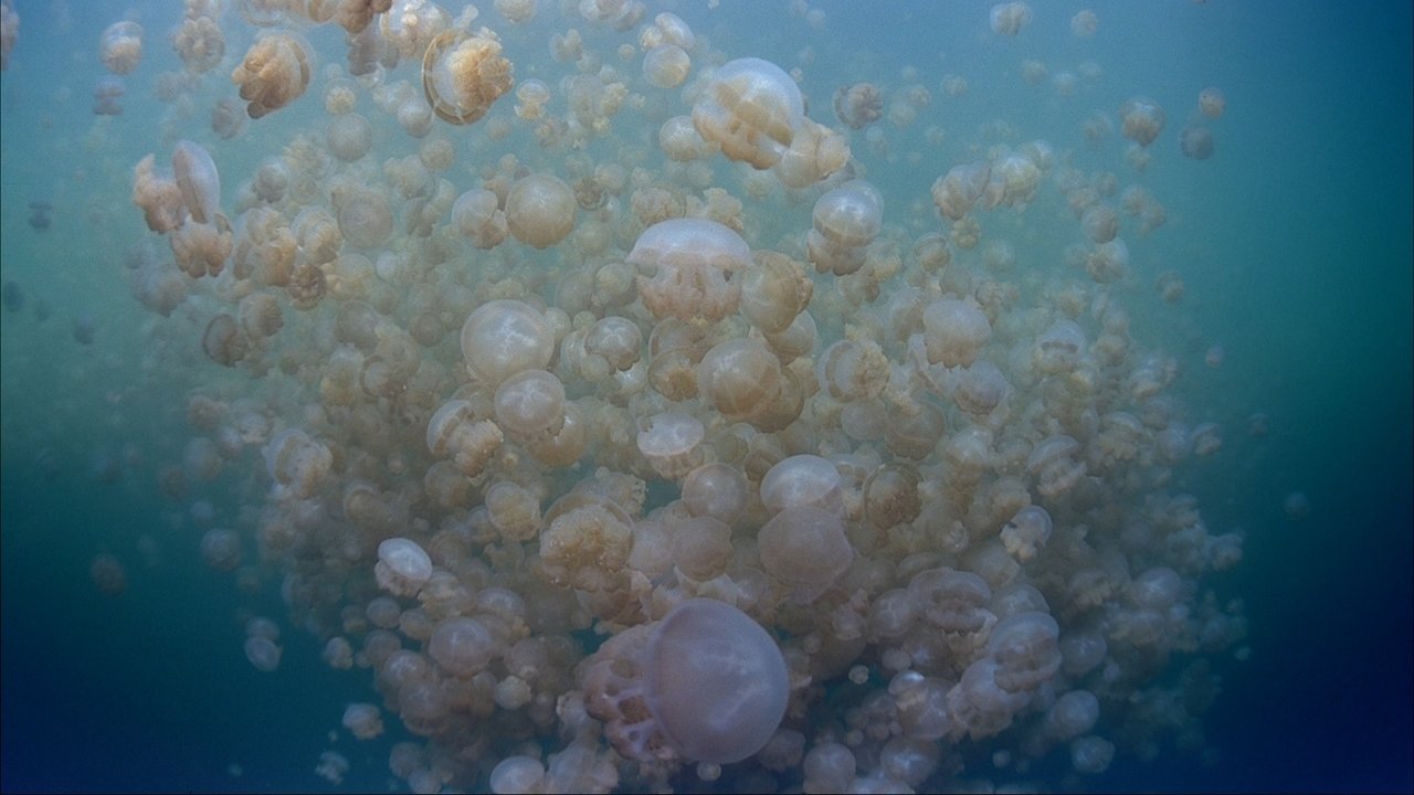 Backdrop image for movie The Living Sea