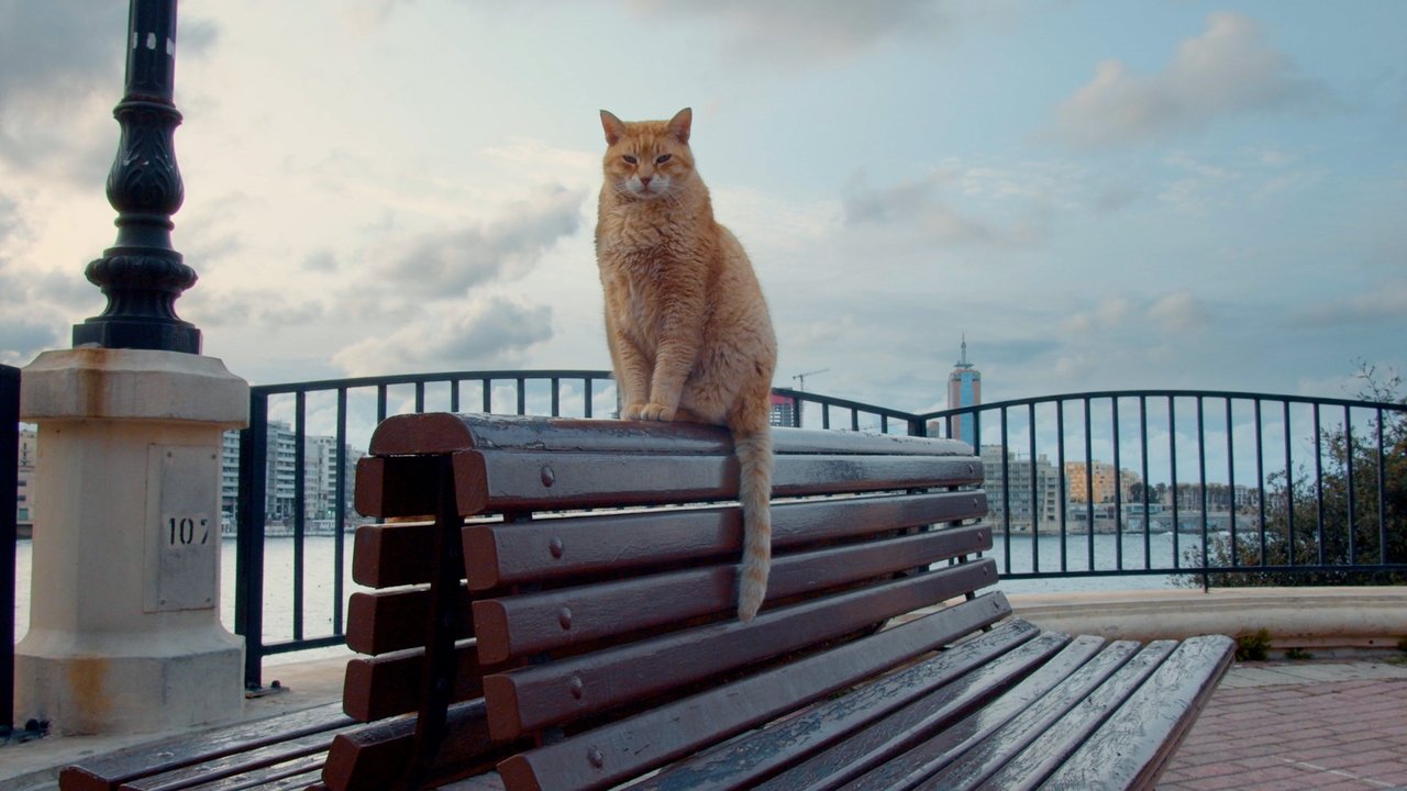 Backdrop image for movie Cats of Malta