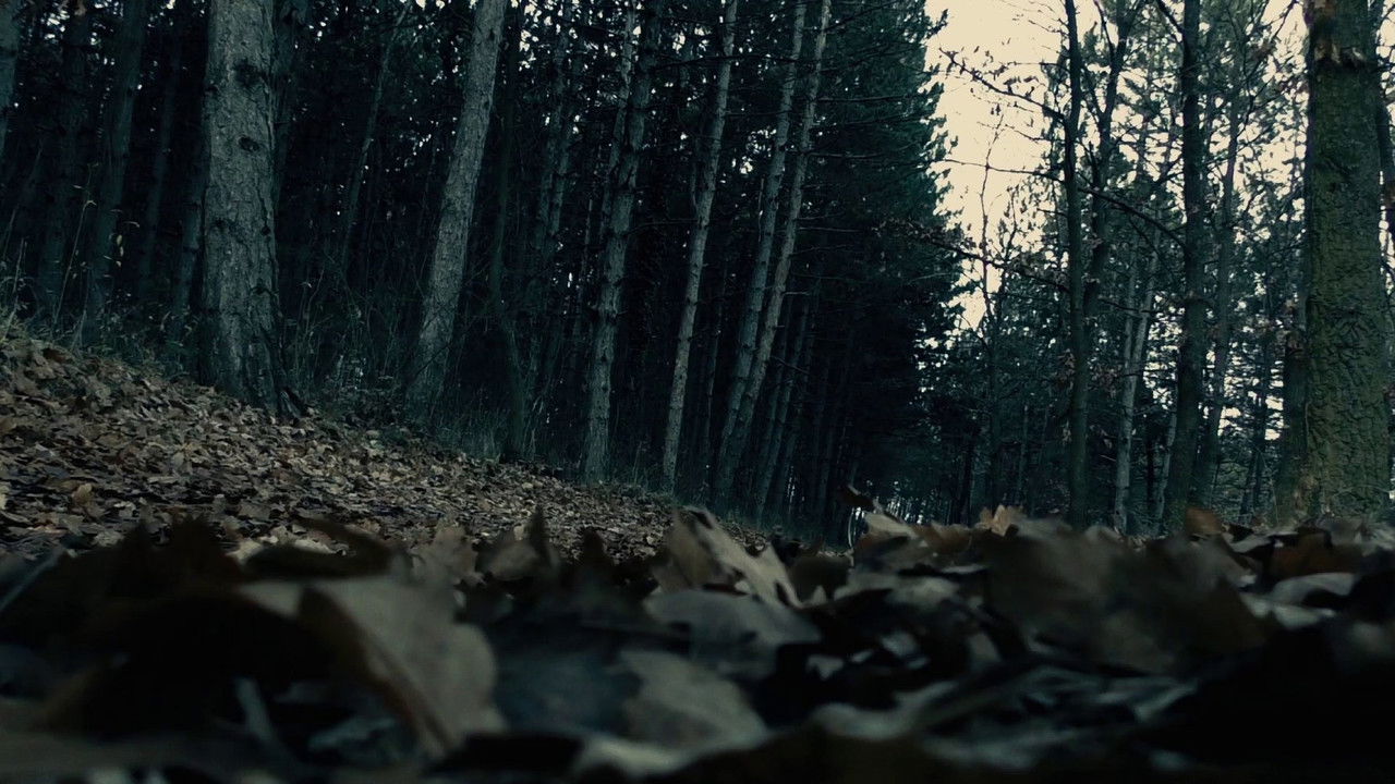 Backdrop image for movie Moth