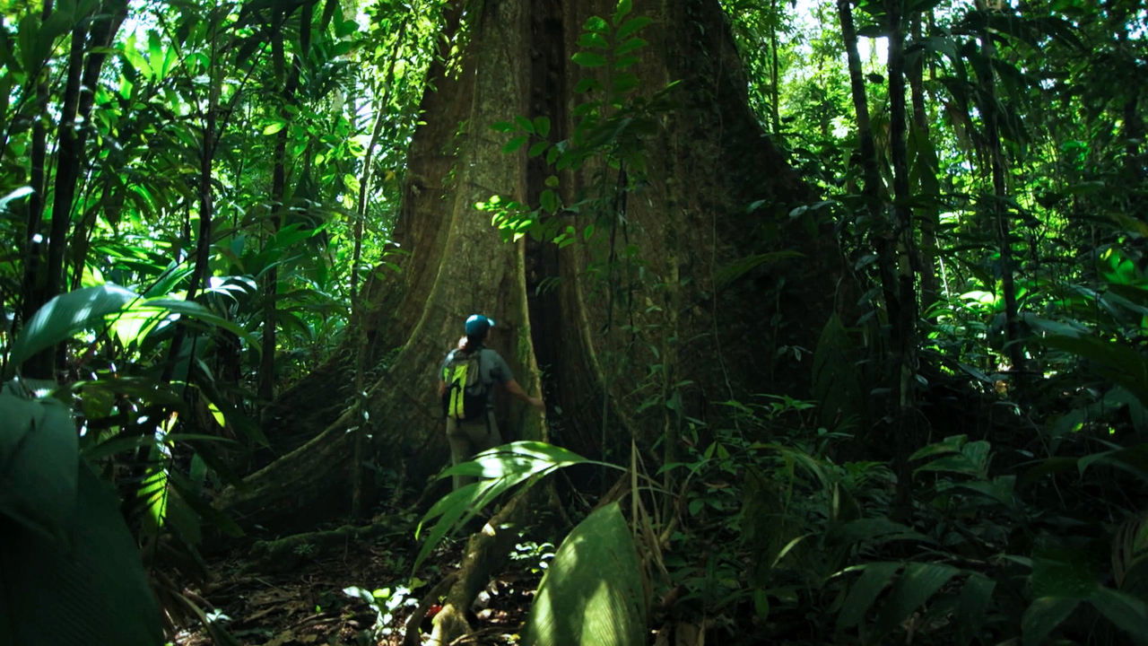 Backdrop image for movie The Forest
